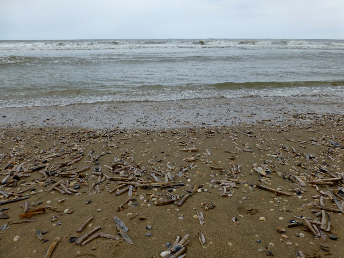 meijendel, scheveningen