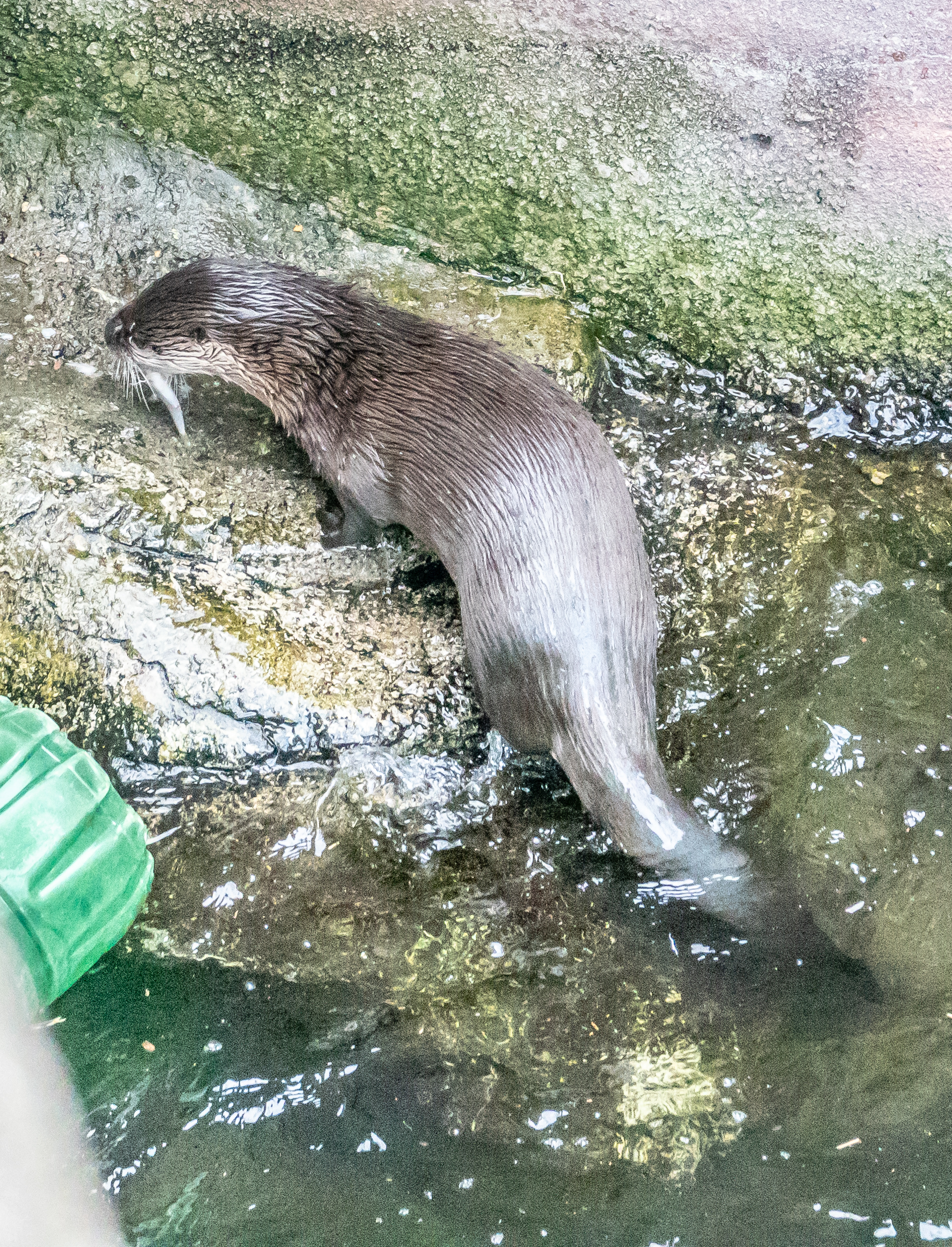 Toronto Zoo: Otter | Miles Hearn