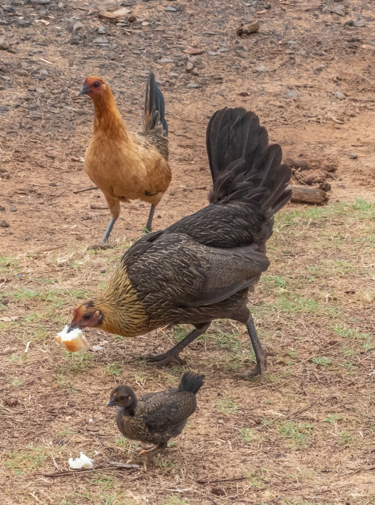 Feral Chickens in the Pacific Islands Miles Hearn