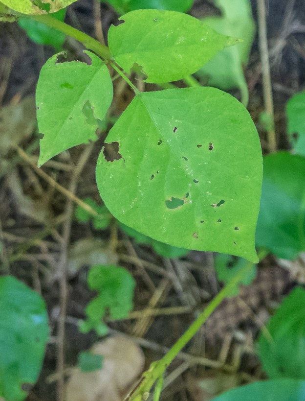 Plants with Seeds that Stick to your Clothing Miles Hearn