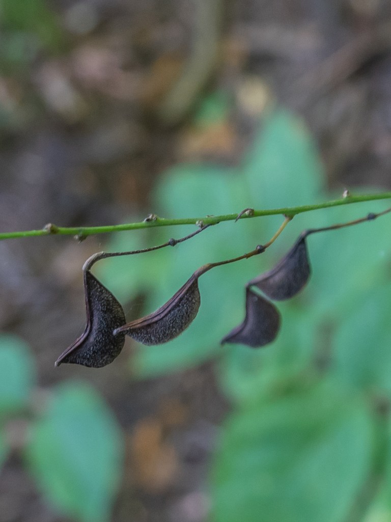 Sticky Triangular Seed Plants with Seeds that Stick to your Clothing | Miles Hearn