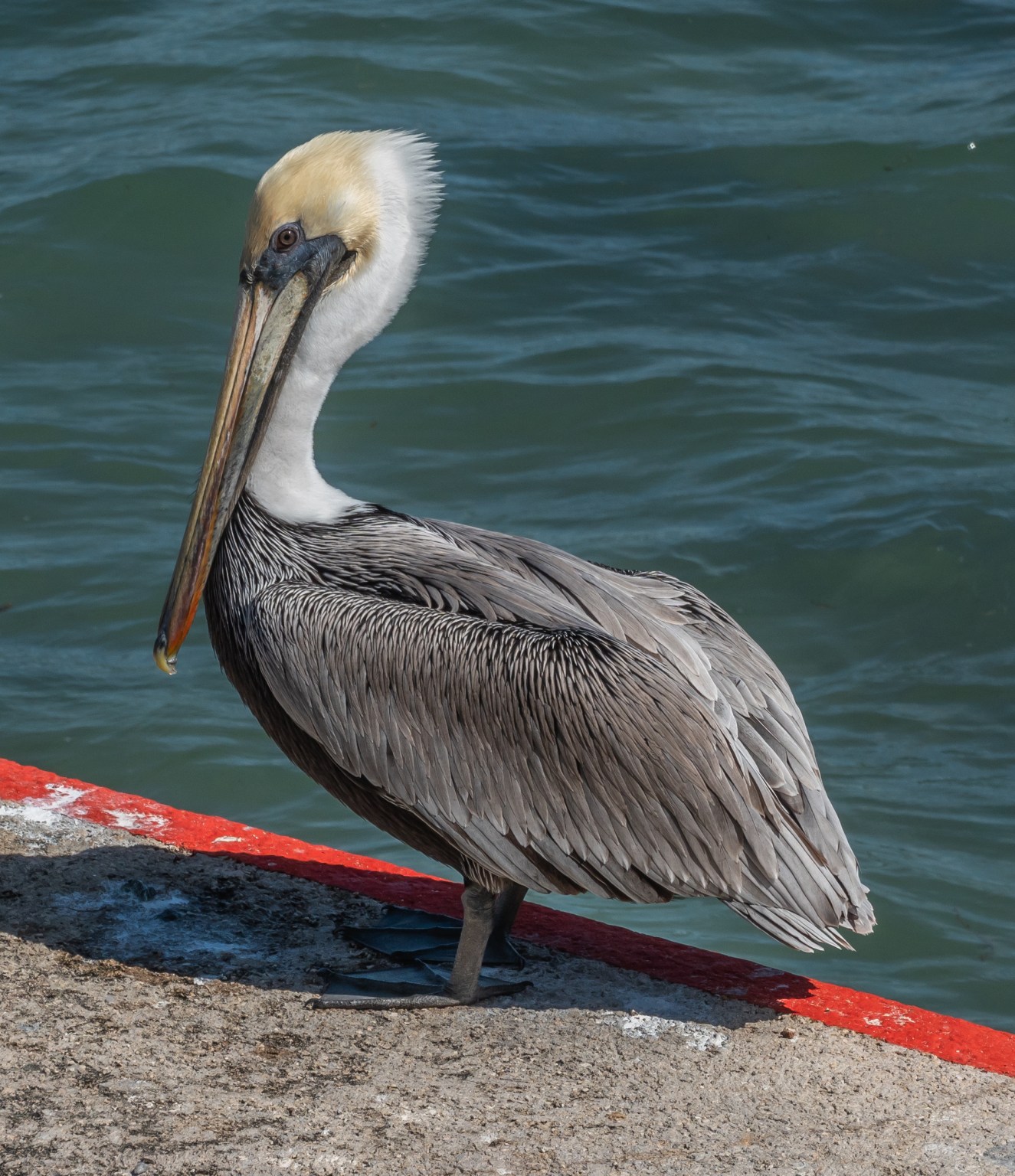 Peruvian Pelican Miles Hearn