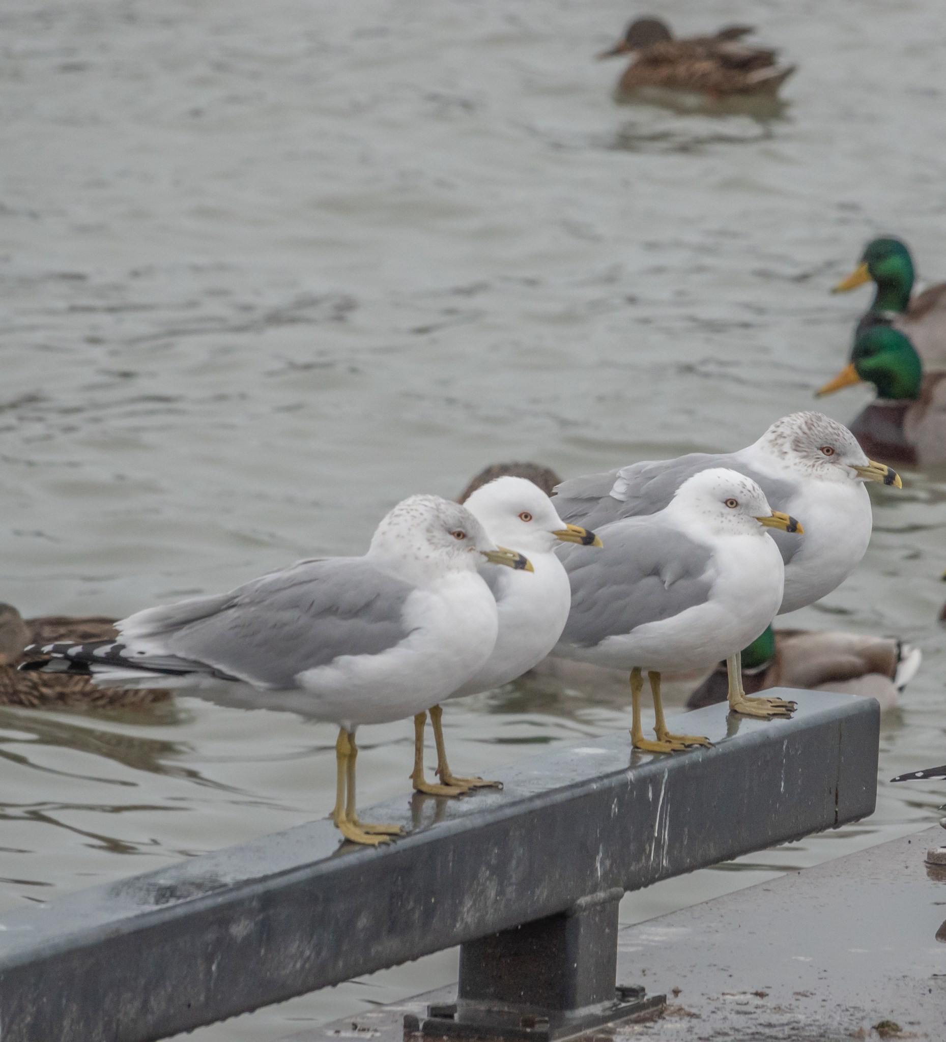 Herring Gull at Scarborough Bluffs February 18, 2020 Miles Hearn