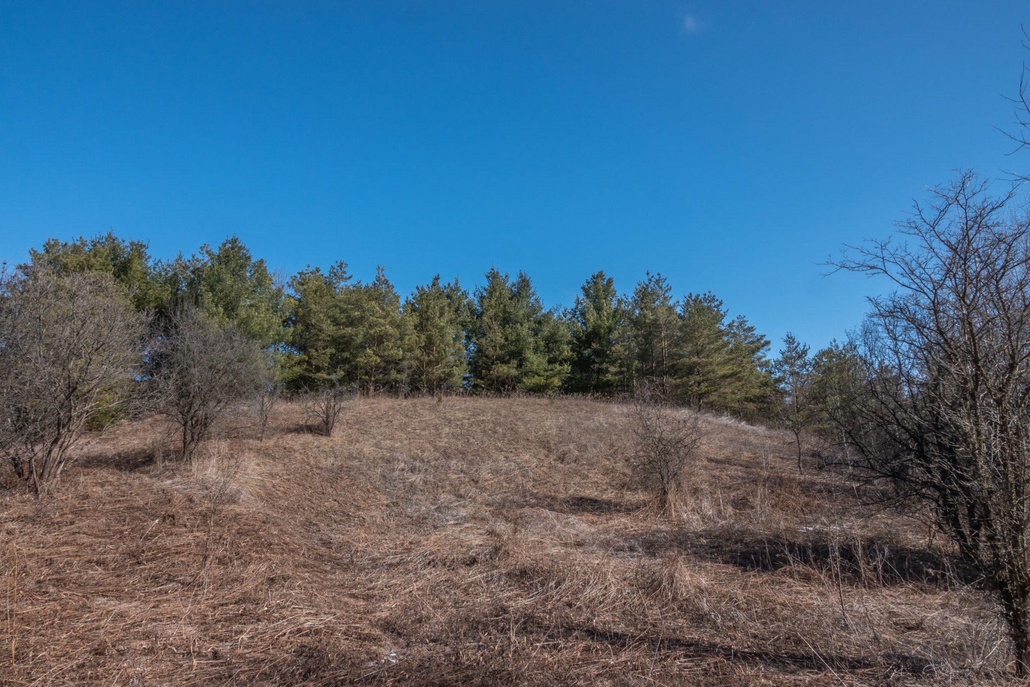 Crow’s Pass Conservation Area: Late March, 2020 | Miles Hearn