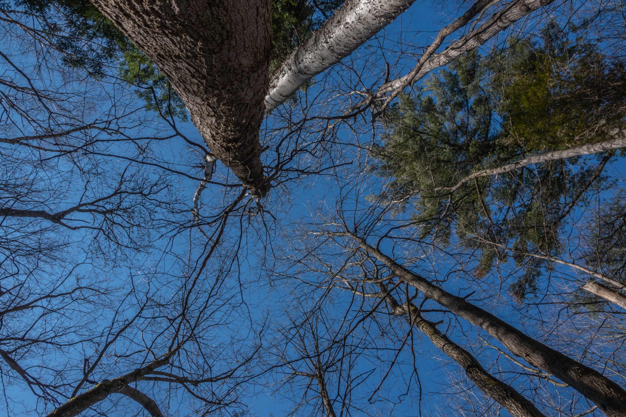 Crow’s Pass Conservation Area: Late March, 2020 | Miles Hearn