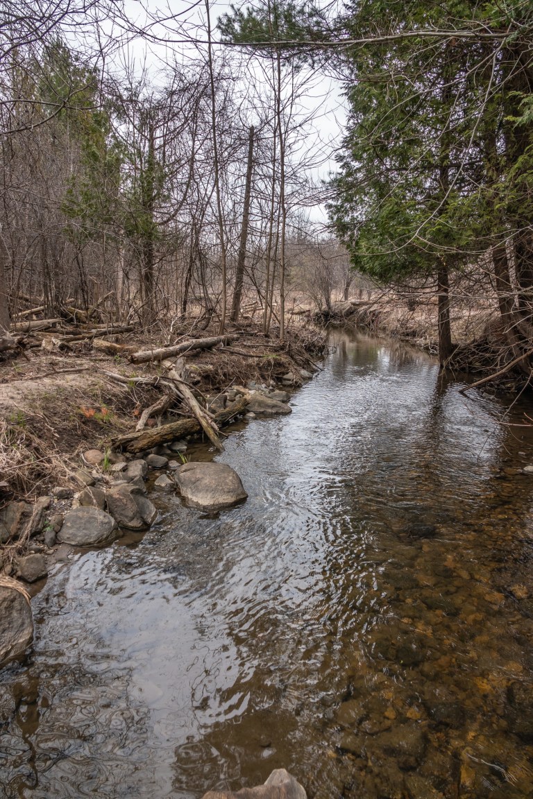 Newly Built Beaver Dam near Cherrywood, Ontario Late April 2020