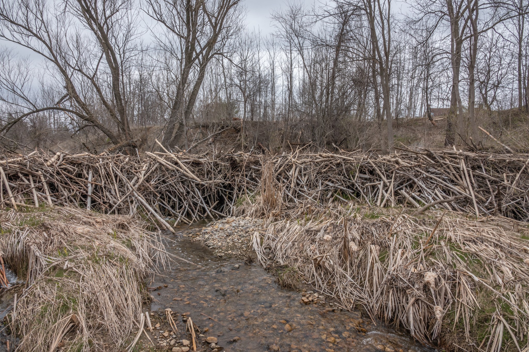 Newly Built Beaver Dam near Cherrywood, Ontario Late April 2020