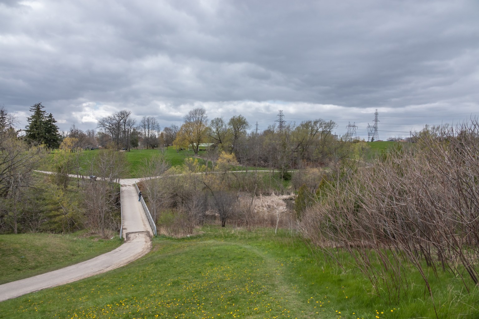Canada Geese Goslings at L’Amoreaux Park, May 2020 Miles Hearn