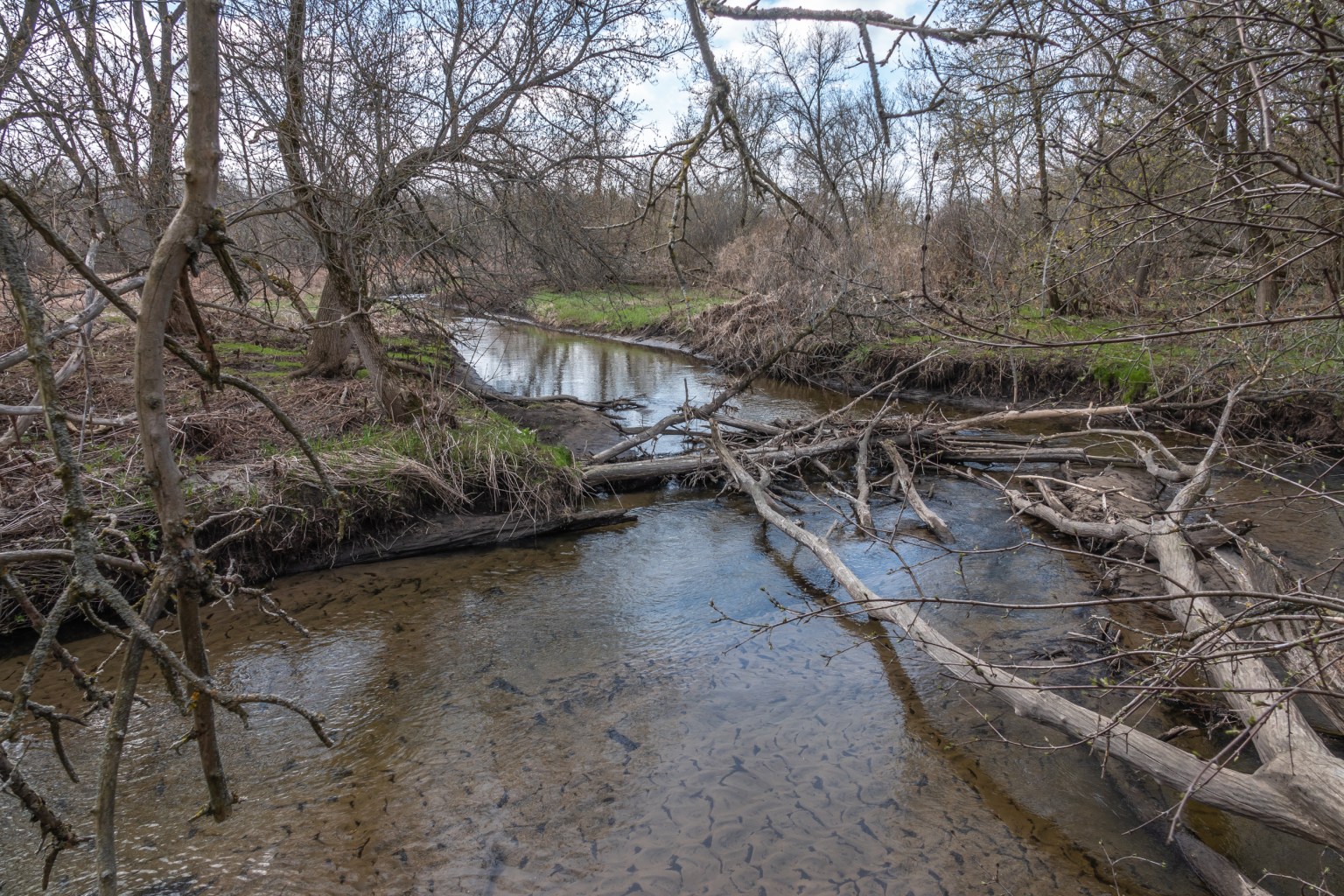 Udora, Ontario and a Red Maple Swamp Early May 2020 Miles Hearn