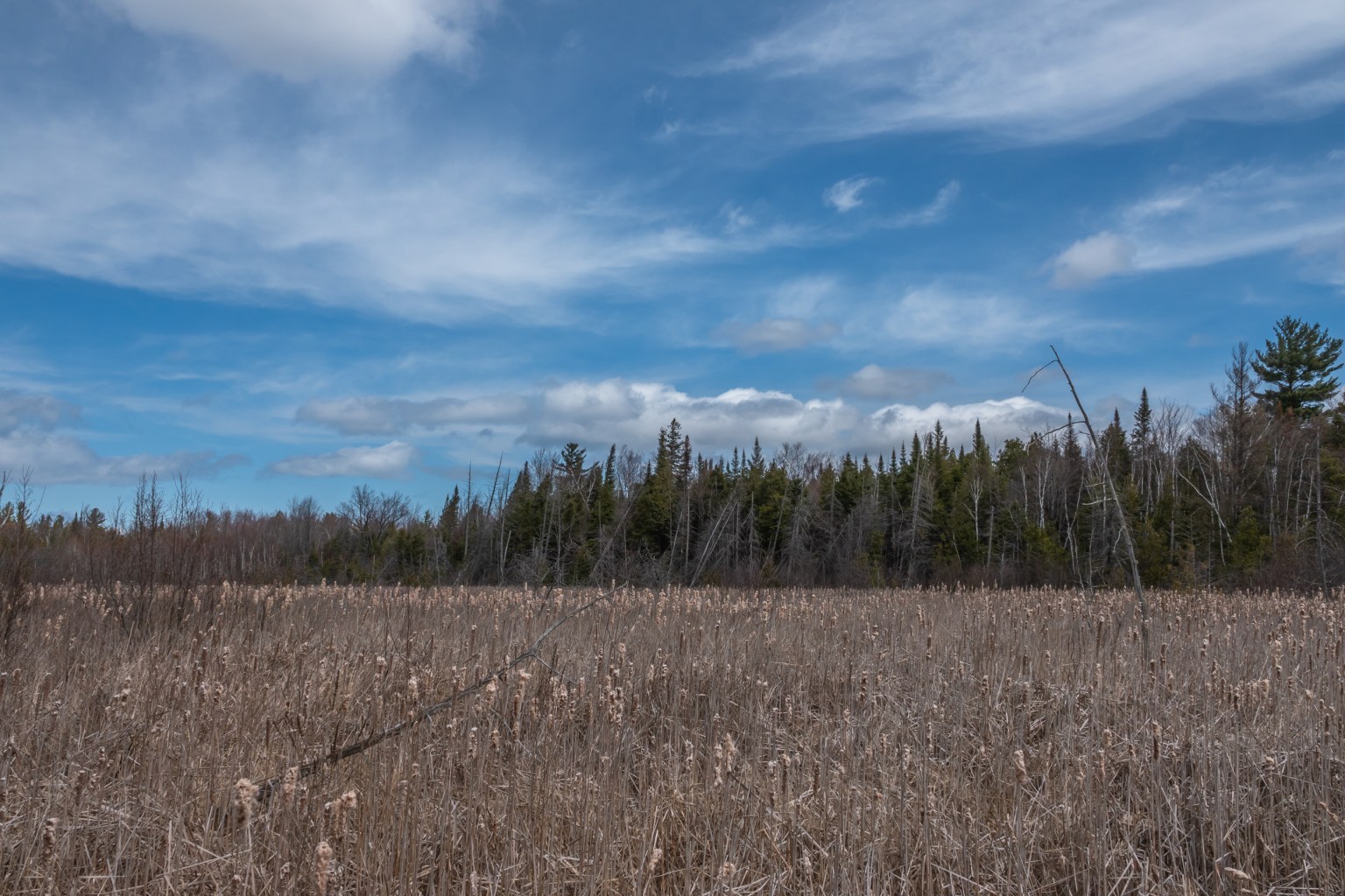 Udora, Ontario and a Red Maple Swamp Early May 2020 Miles Hearn
