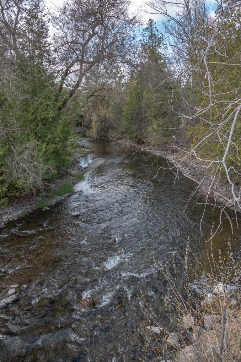 Udora, Ontario and a Red Maple Swamp Early May 2020 Miles Hearn
