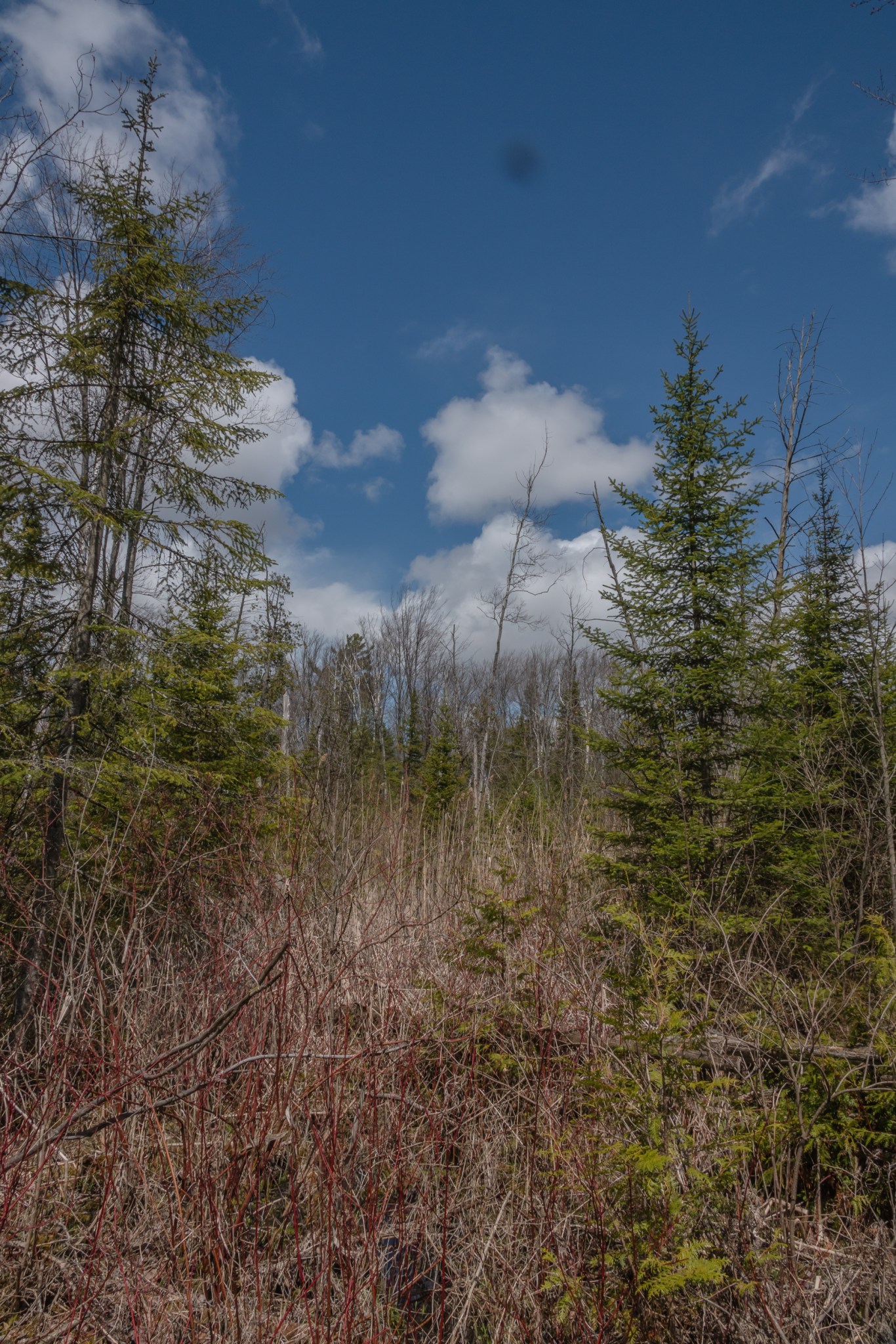 Udora, Ontario and a Red Maple Swamp Early May 2020 Miles Hearn