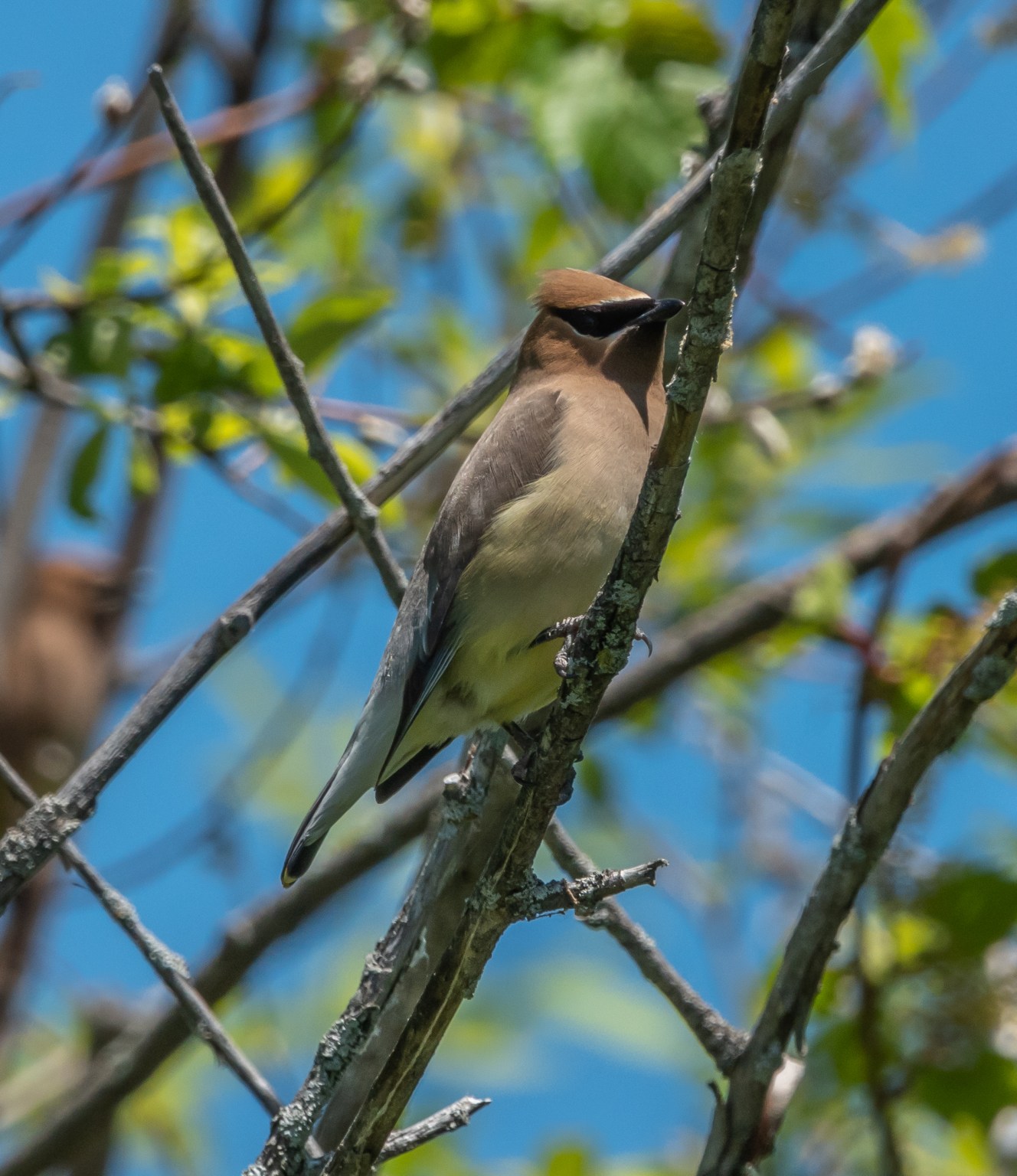 Cedar Waxwings at Parc National de Plaisance June 2020 Miles Hearn