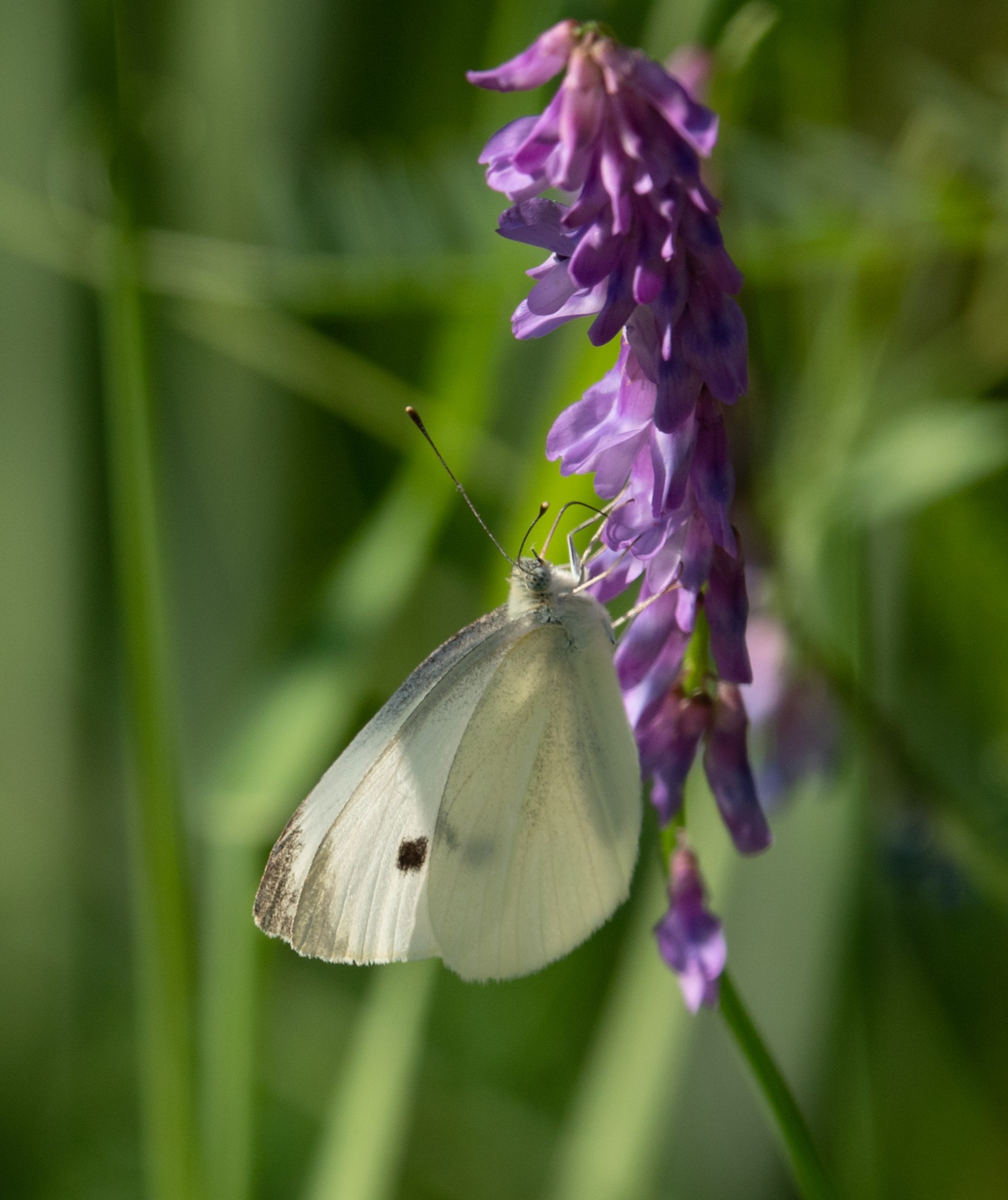 Cabbage White Butterflies in Cedarvale Ravine July 2020 Miles Hearn