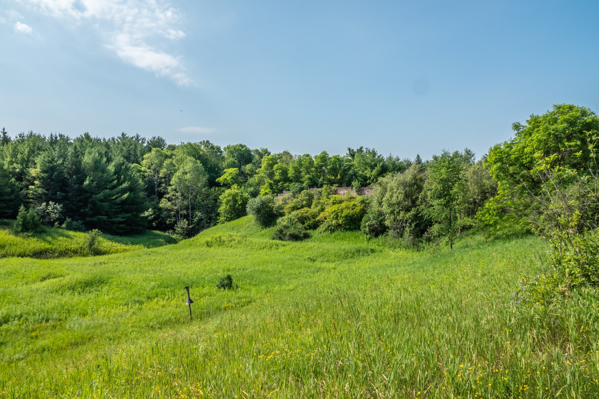 Cold Creek Conservation Area July 2020 Miles Hearn