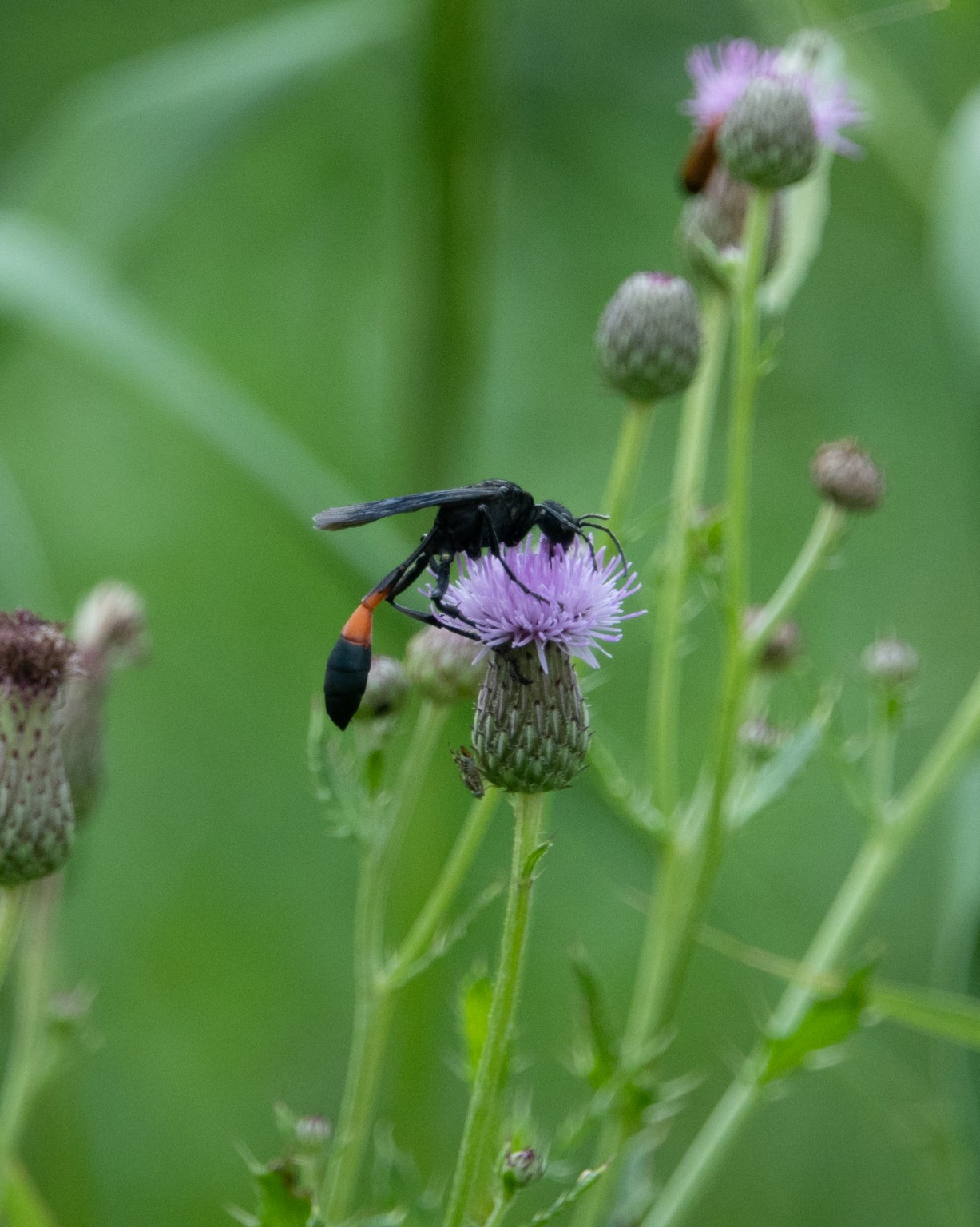 Thread-waisted Wasps at G. Ross Lord Park: July 2020 | Miles Hearn