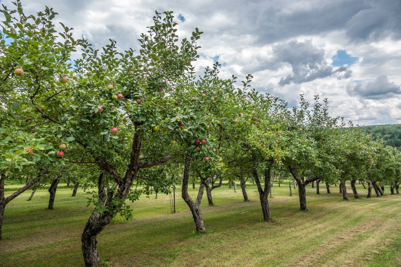 Images in a Quebec Apple Orchard