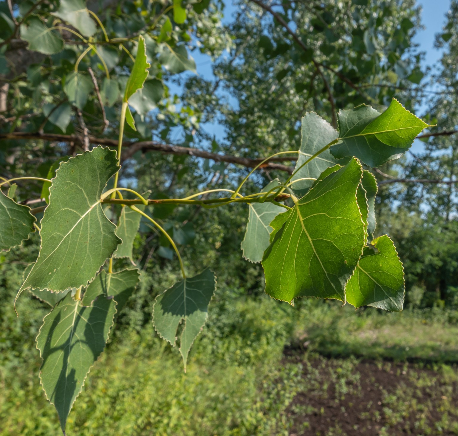 A Walk at Cottonwood Flats August 2020 Miles Hearn