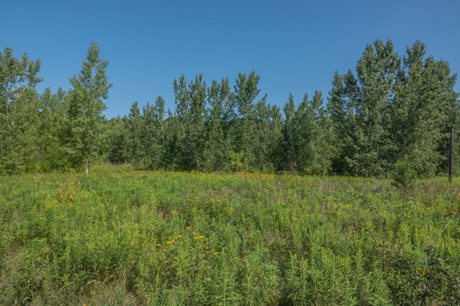 A Walk at Cottonwood Flats August 2020 Miles Hearn