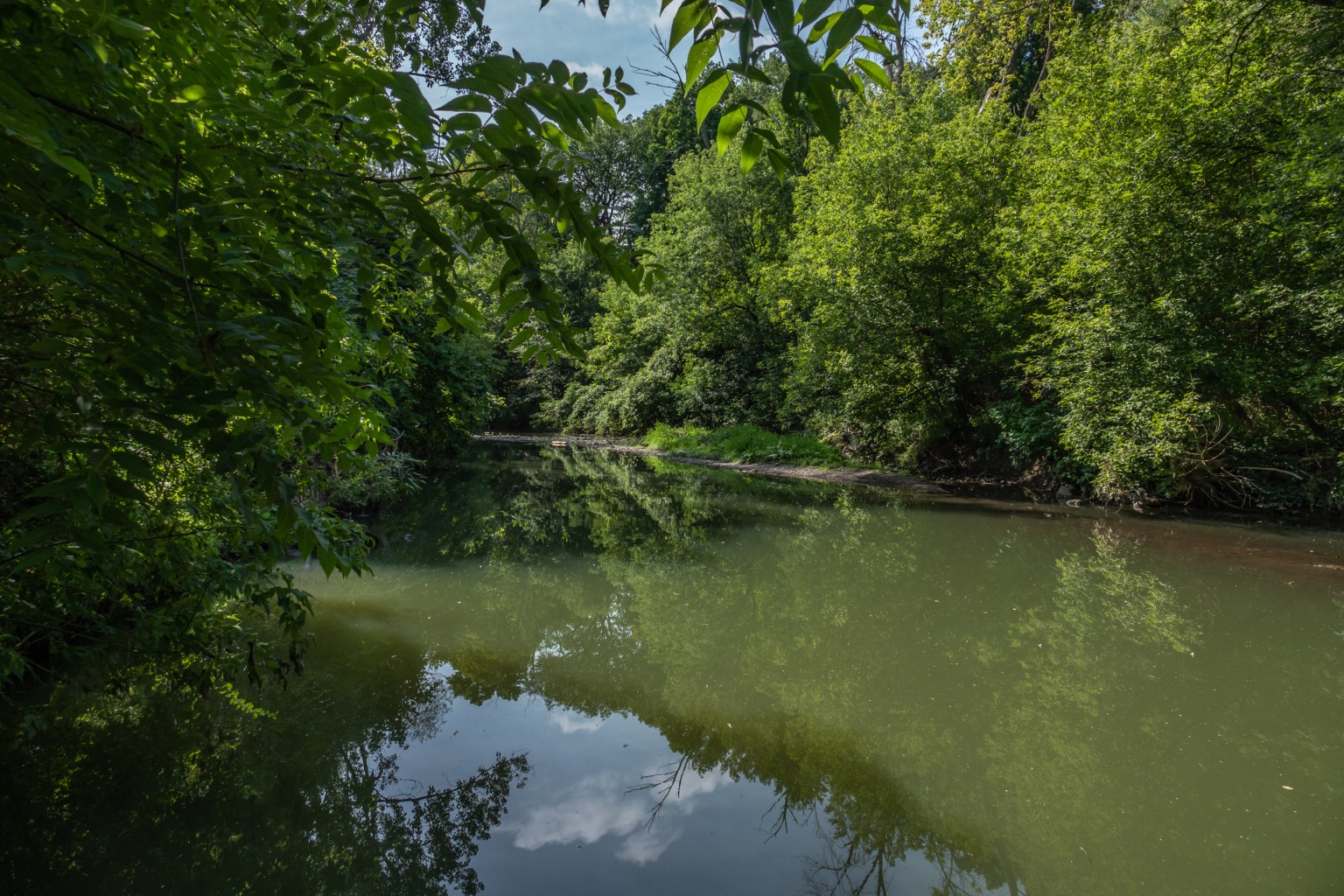 Many Japanese Beetles at Birkdale Ravine: September 2020 | Miles Hearn