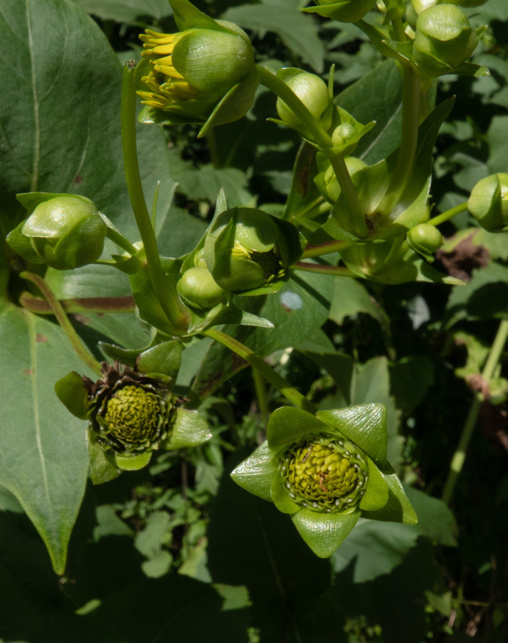 Cup Plant by the East Don River August 2020 Miles Hearn