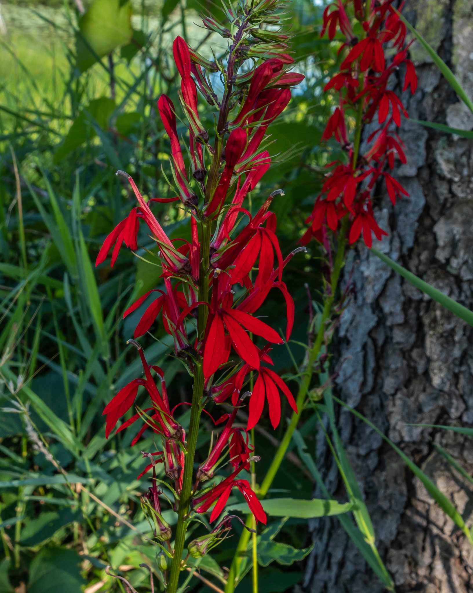 Cardinalflower by a Québec Stream August 2020 Miles Hearn