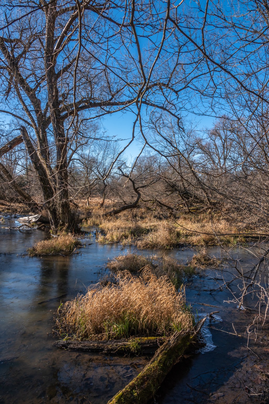 Wilmot Creek December 2020 Miles Hearn