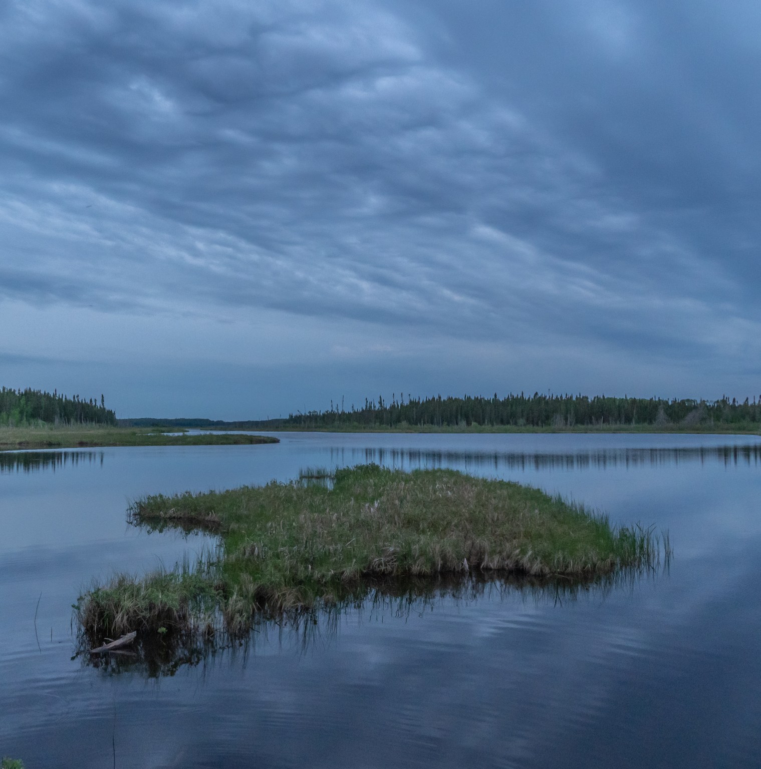 Ringnecked Duck on the Geraldton Survey June 2021 Miles Hearn