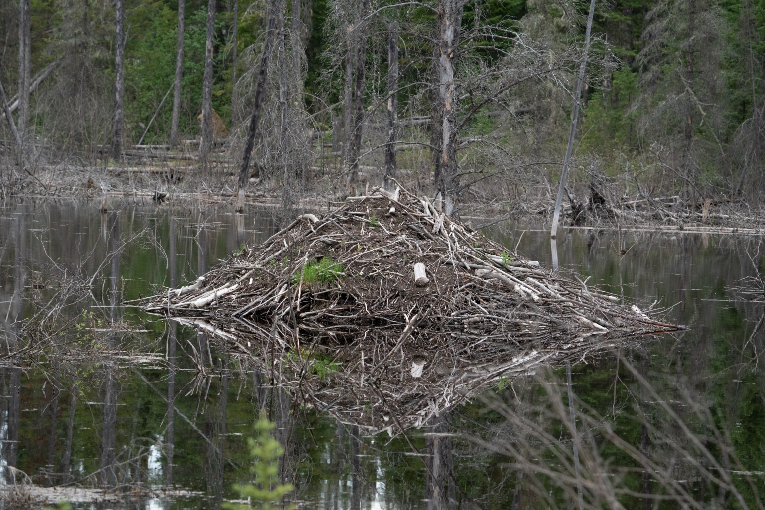 Ringnecked Duck on the Geraldton Survey June 2021 Miles Hearn