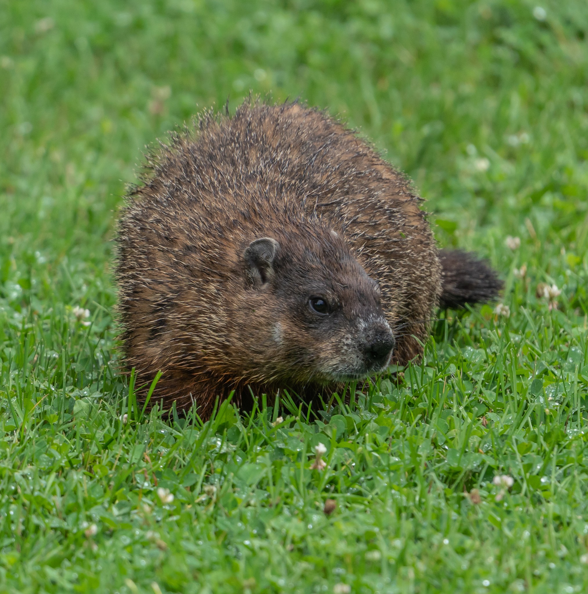 Woodchuck or Ground Hog? July 2021 Miles Hearn